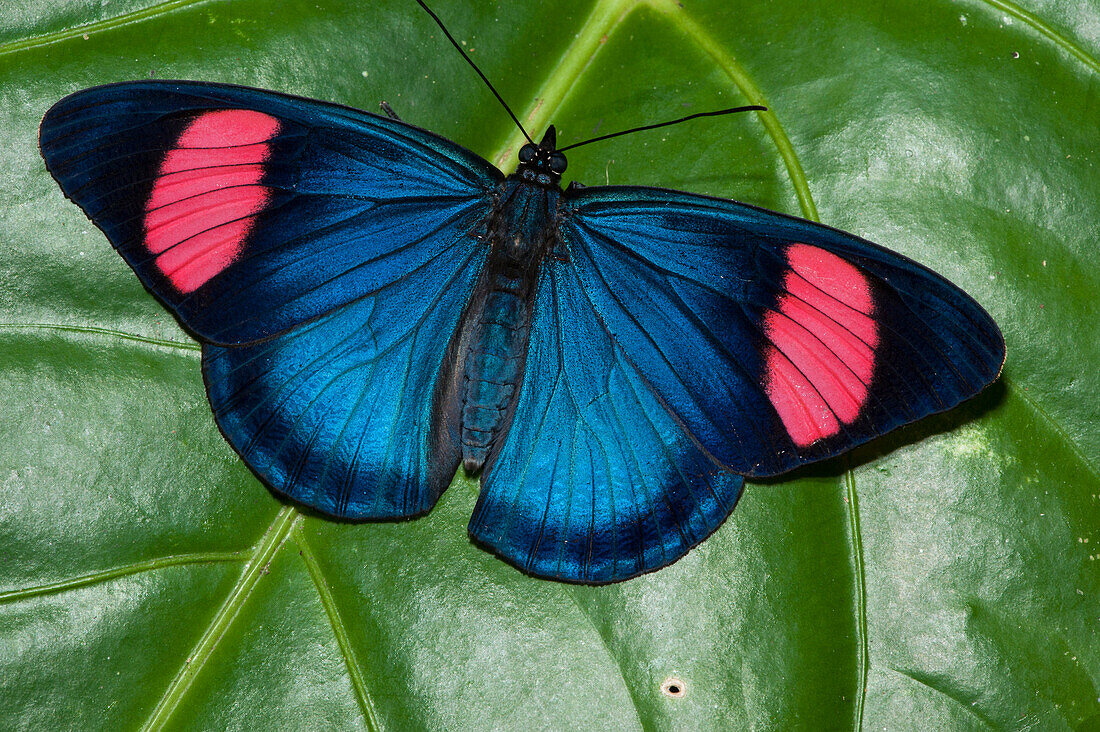 Painted Beauty (Batesia hypochlora) butterfly, Yasuni National Park, Amazon, Ecuador