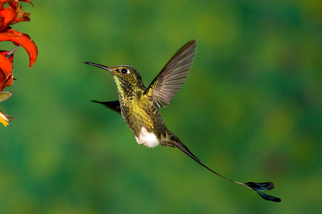 Booted Racket-tail (Ocreatus underwoodii) male feeding on flower nectar