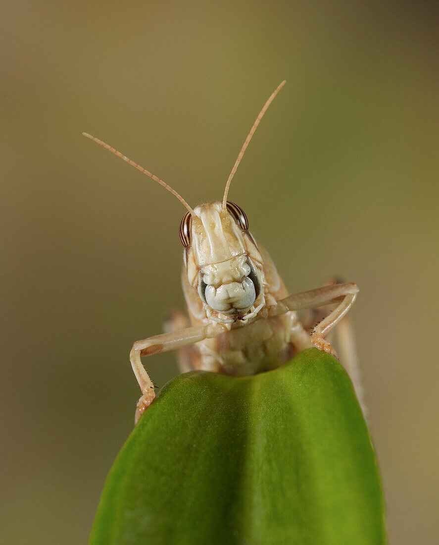 Desert Locust (Schistocerca gregaria), England