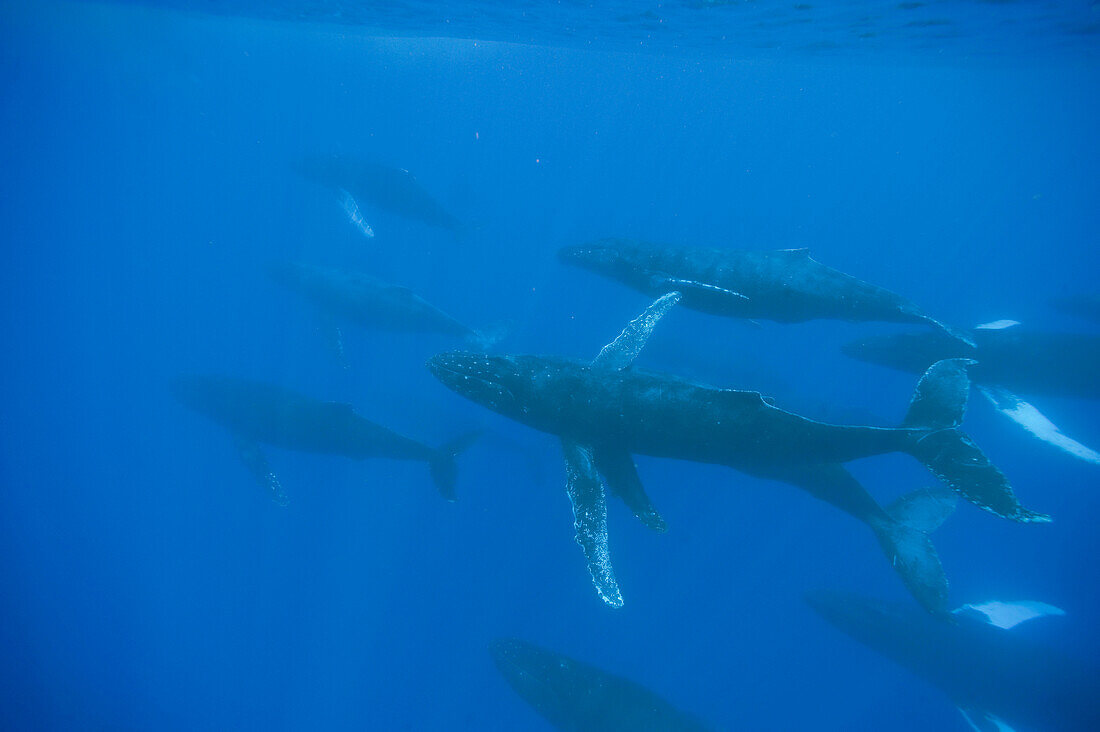 'Humpback Whale (Megaptera novaeangliae) large pod underwater, Maui, Hawaii - notice must accompany publication; photo obtained under NMFS permit 13846'