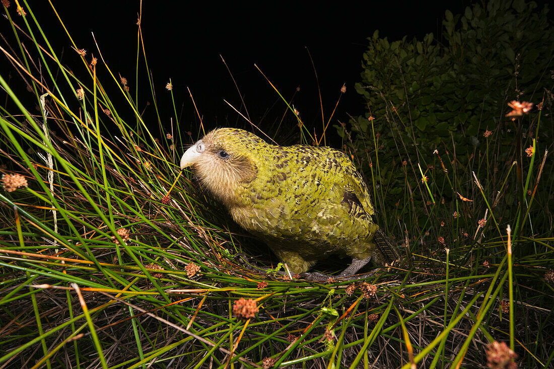 Kakapo (Strigops habroptilus) feeding on tussock grass, Codfish Island, New Zealand