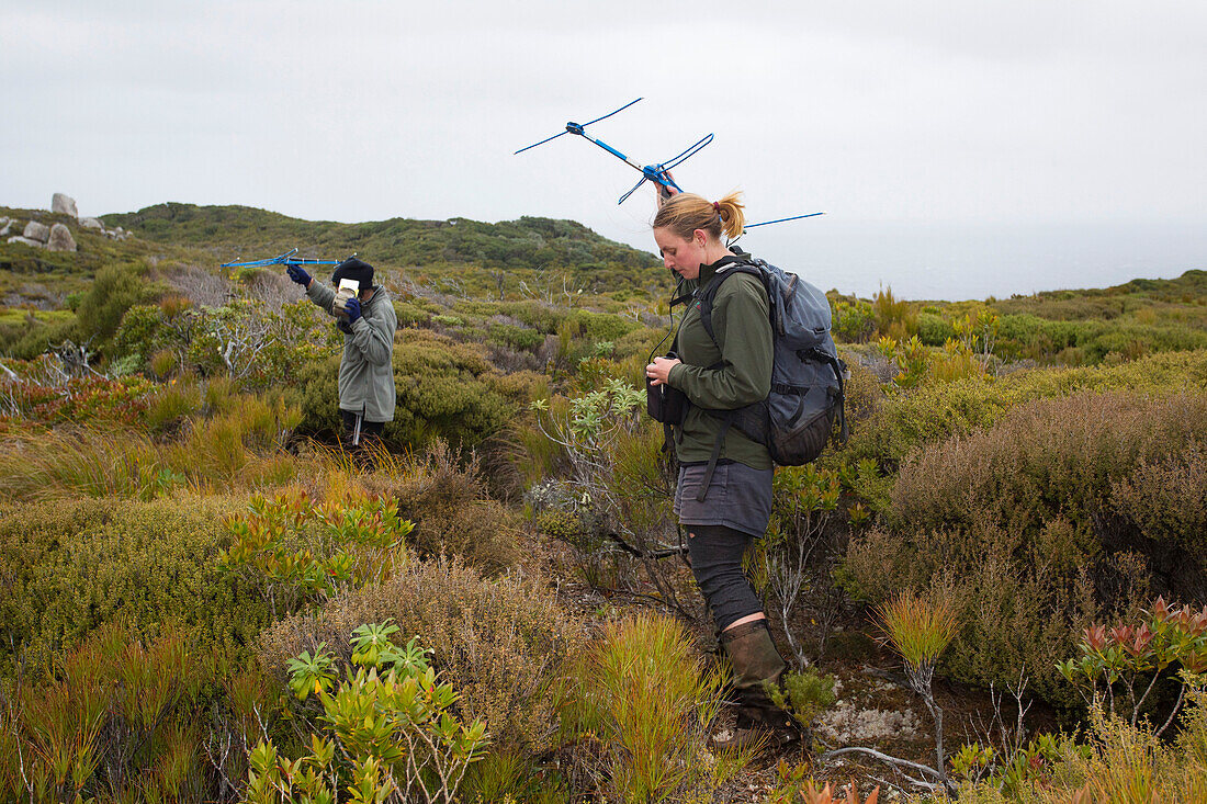 Kakapo (Strigops habroptilus) researchers tracking bird with radio telemetry, Codfish Island, New Zealand