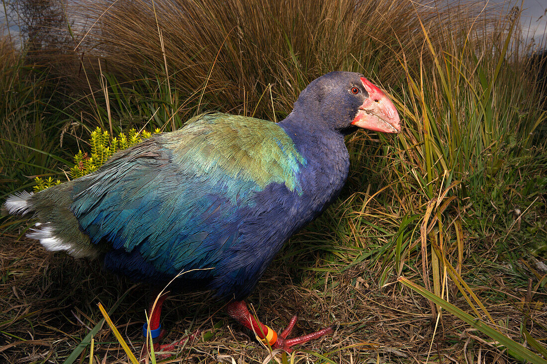 Takahe (Porphyrio mantelli), South Island, New Zealand