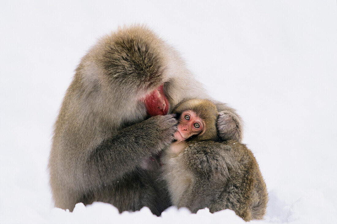 Japanese Macaque (Macaca fuscata) grooming young in snow, Japanese Alps, Japan