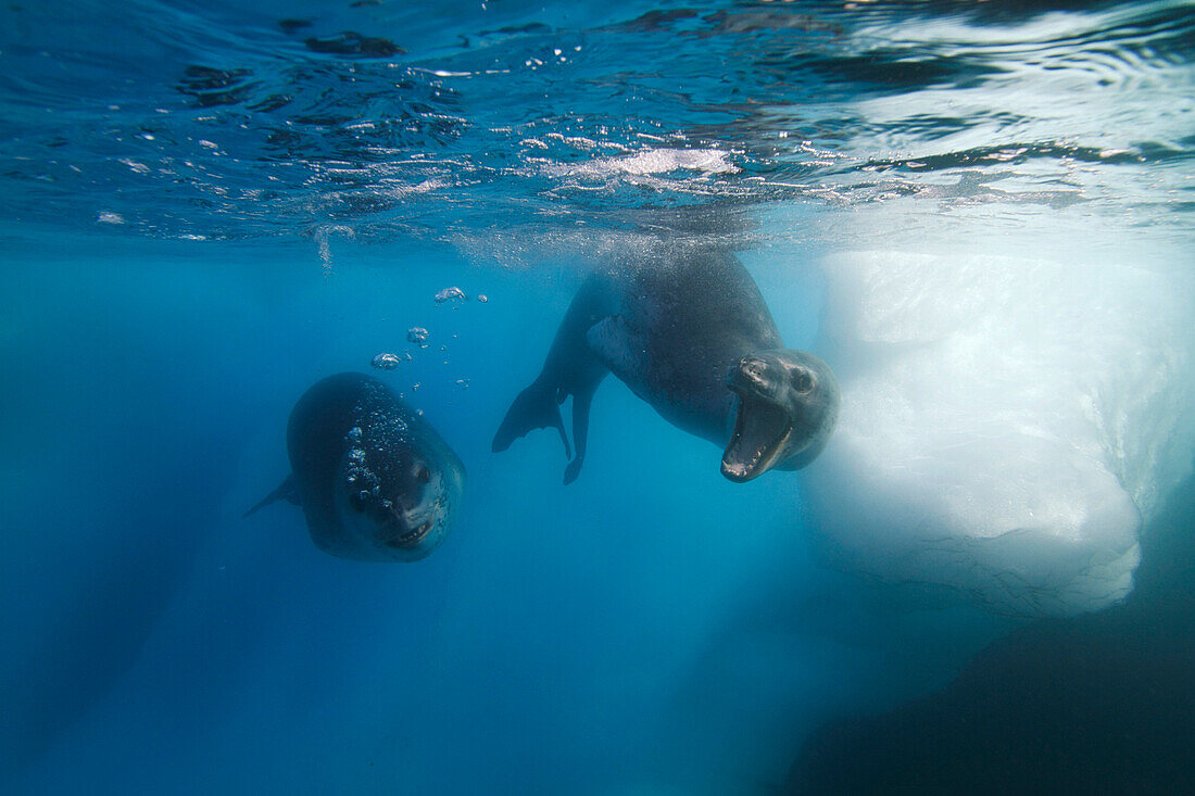 Leopard Seal (Hydrurga leptonyx), Antarctic Peninsula, Antarctica