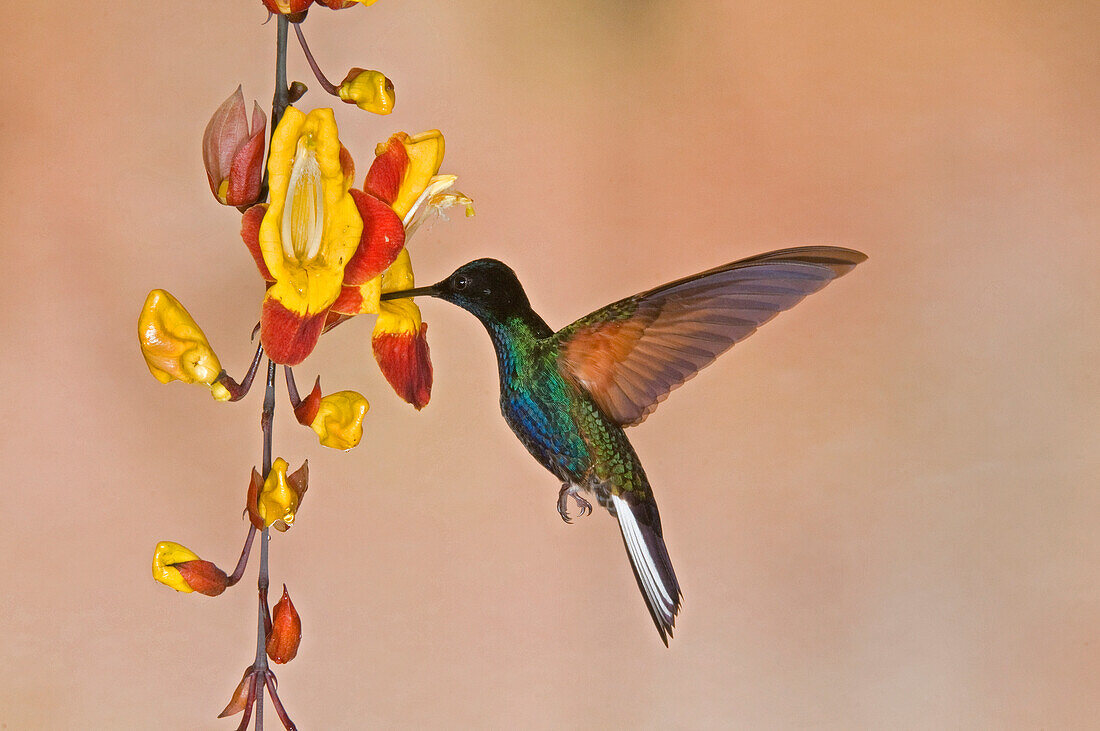 Velvet-purple Coronet (Boissonneaua jardini) male hummingbird feeding on flower nectar, Ecuador