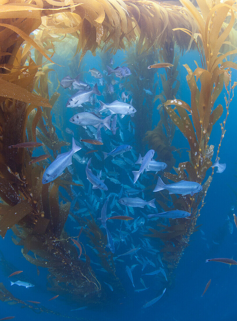 Halfmoon (Medialuna californiensis) school taking shelter under Giant Kelp (Macrocystis pyrifera) one hundred miles offshore from San Diego, Cortez Bank, California