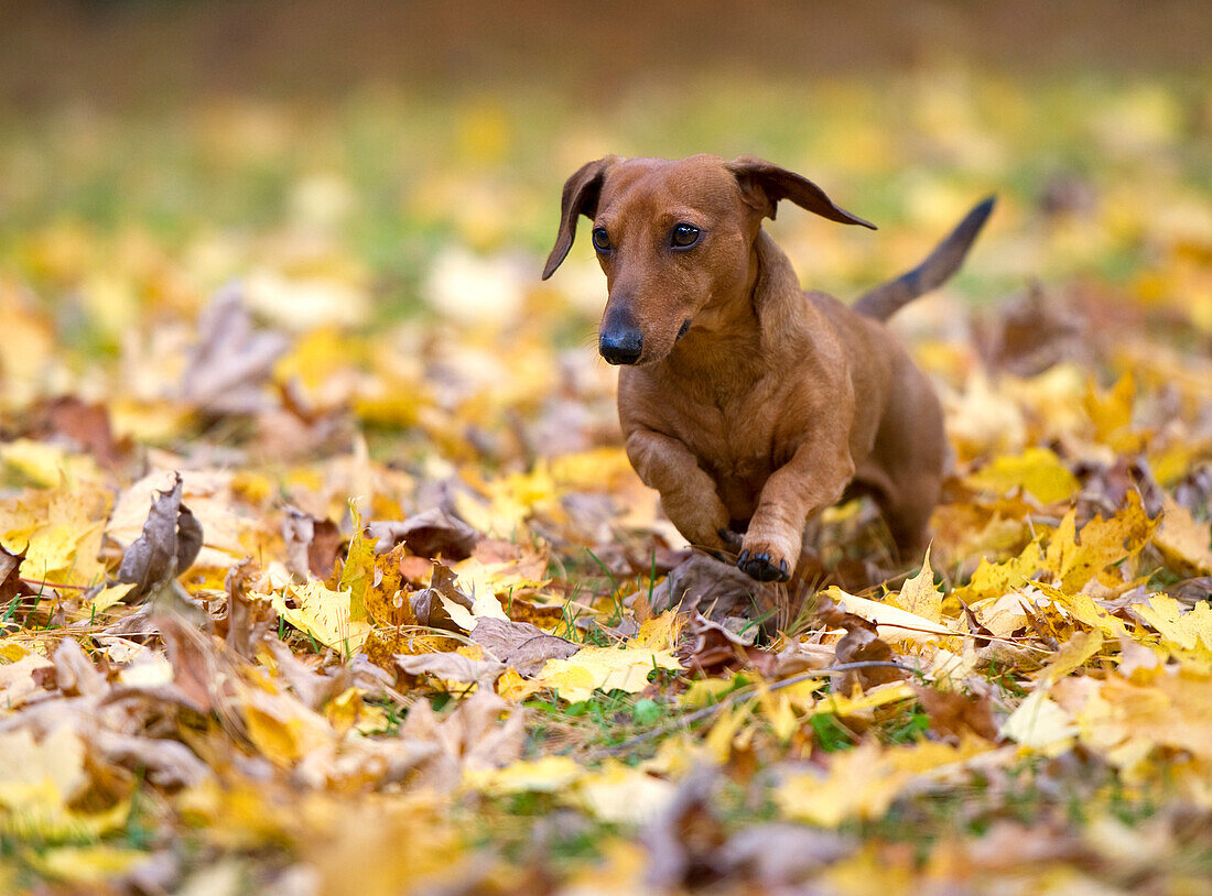 Miniature Smooth Dachshund (Canis familiaris) running through autumn leaves