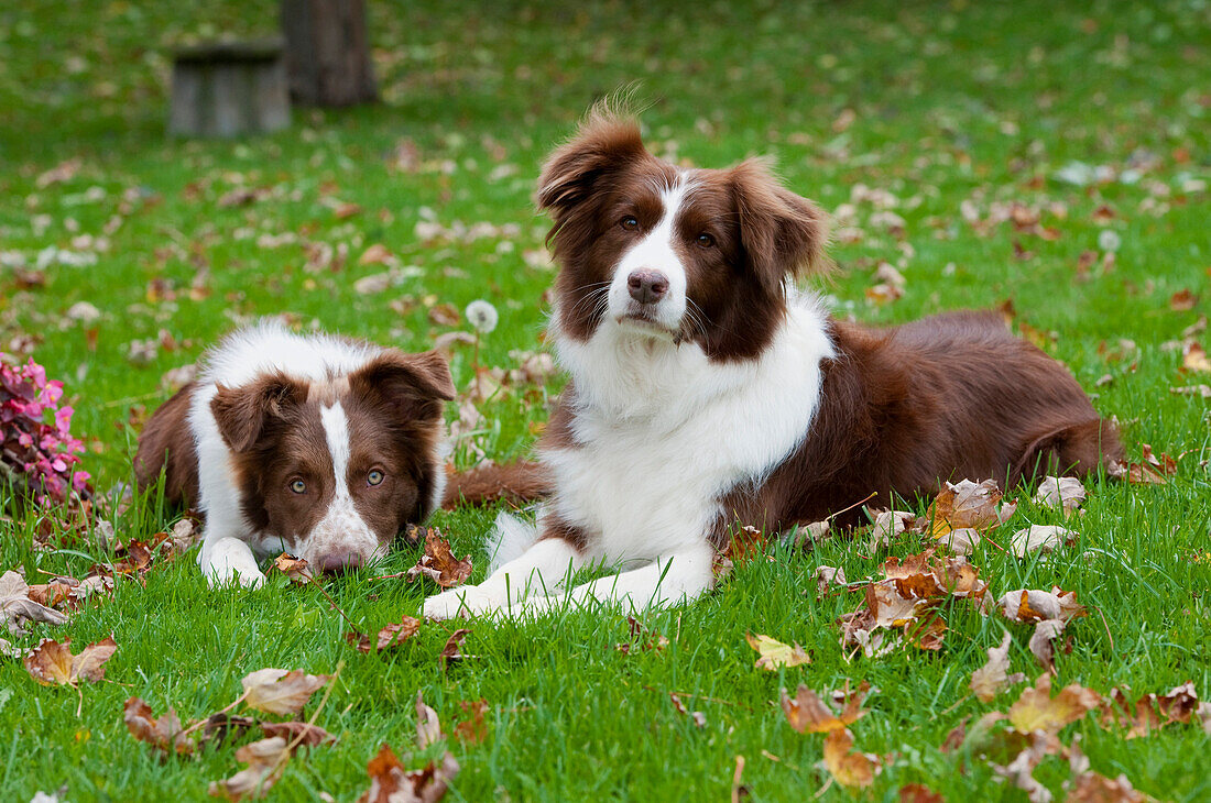 Border Collie (Canis familiaris) pair