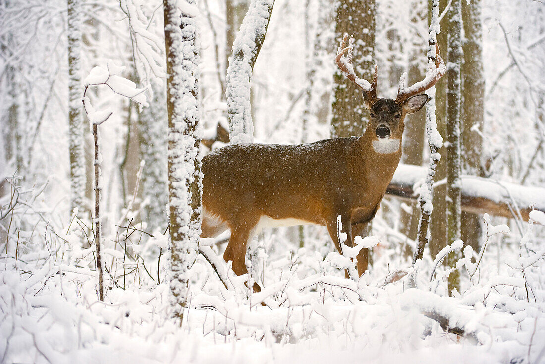 White-tailed Deer (Odocoileus virginianus) buck in winter, North America