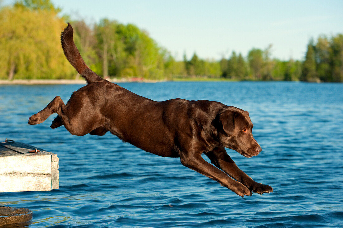 Chocolate Labrador Retriever (Canis familiaris) jumping into lake off of dock