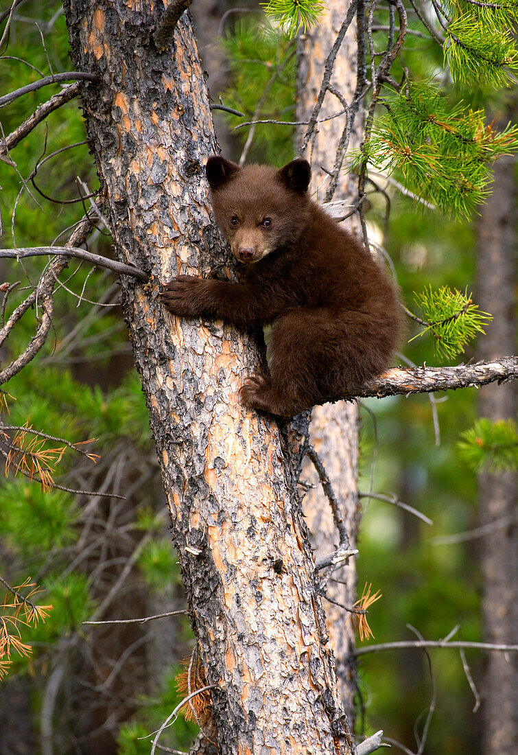 Black Bear (Ursus americanus) cub in tree, Alberta, Canada