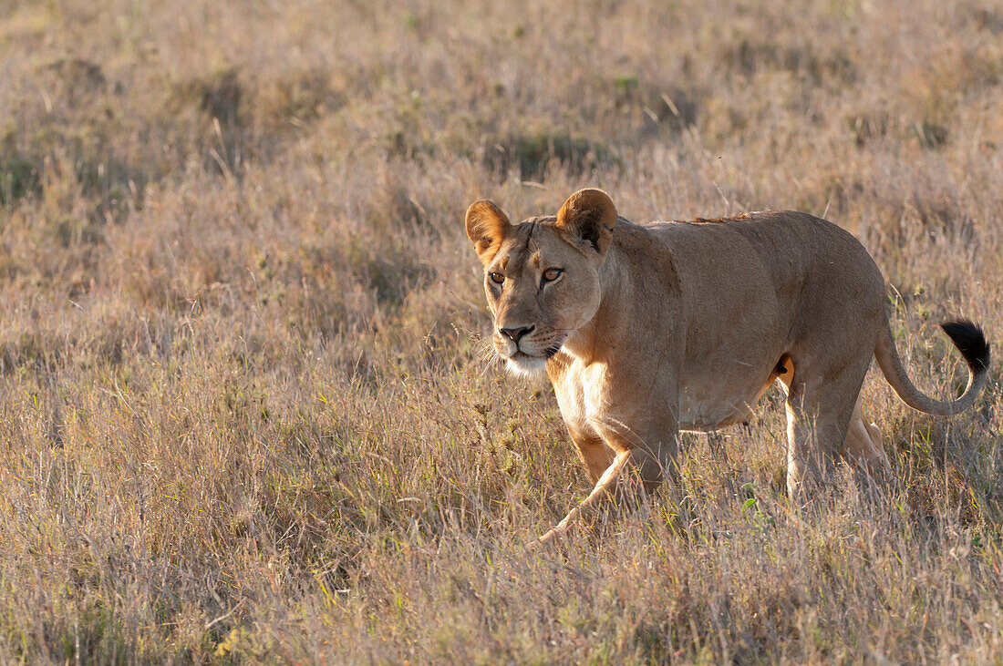 African Lion (Panthera leo) female, Borana Ranch, Kenya