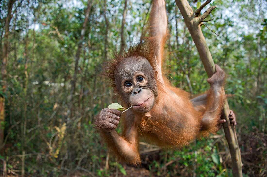 Orangutan (Pongo pygmaeus) two year old infant playing in tree, Orangutan Care Center, Borneo, Indonesia