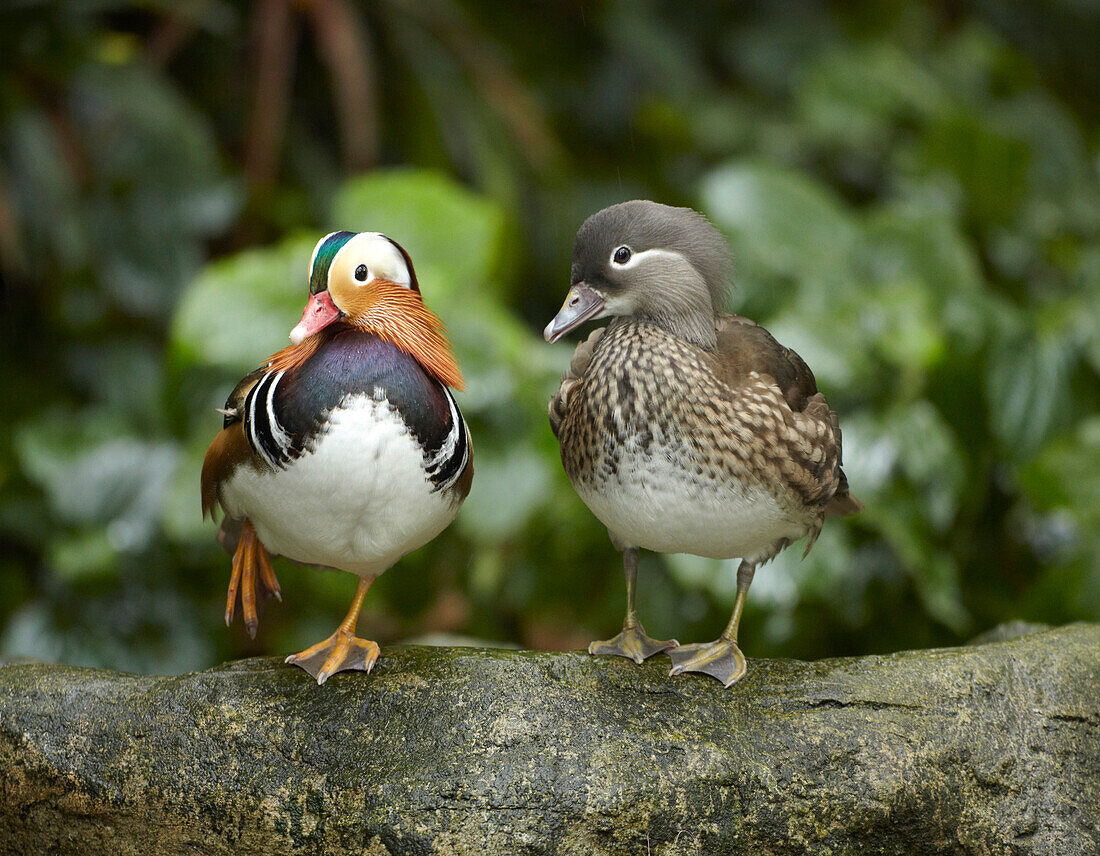 Mandarin Duck (Aix galericulata) male and female, Jurong Bird Park, Singapore