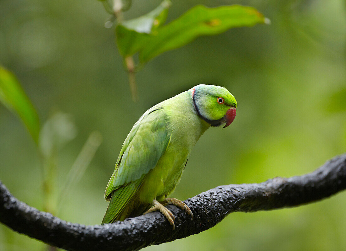 Rose-ringed Parakeet (Psittacula krameri), Jurong Bird Park, Singapore