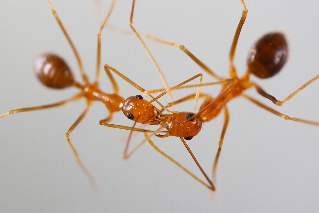 Yellow Crazy Ant (Anoplolepis gracilipes) pair greeting, Christmas Island National Park, Christmas Island, Australia