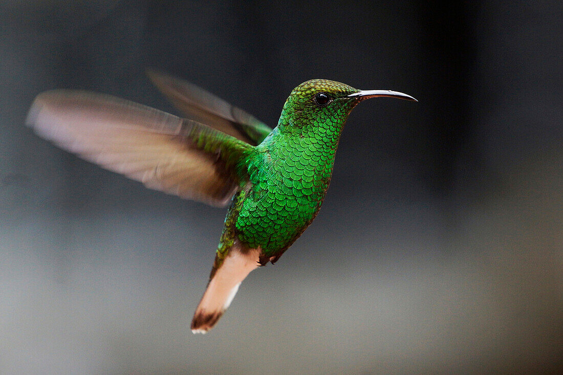 Coppery-headed Emerald (Elvira cupreiceps) hummingbird hovering, Costa Rica