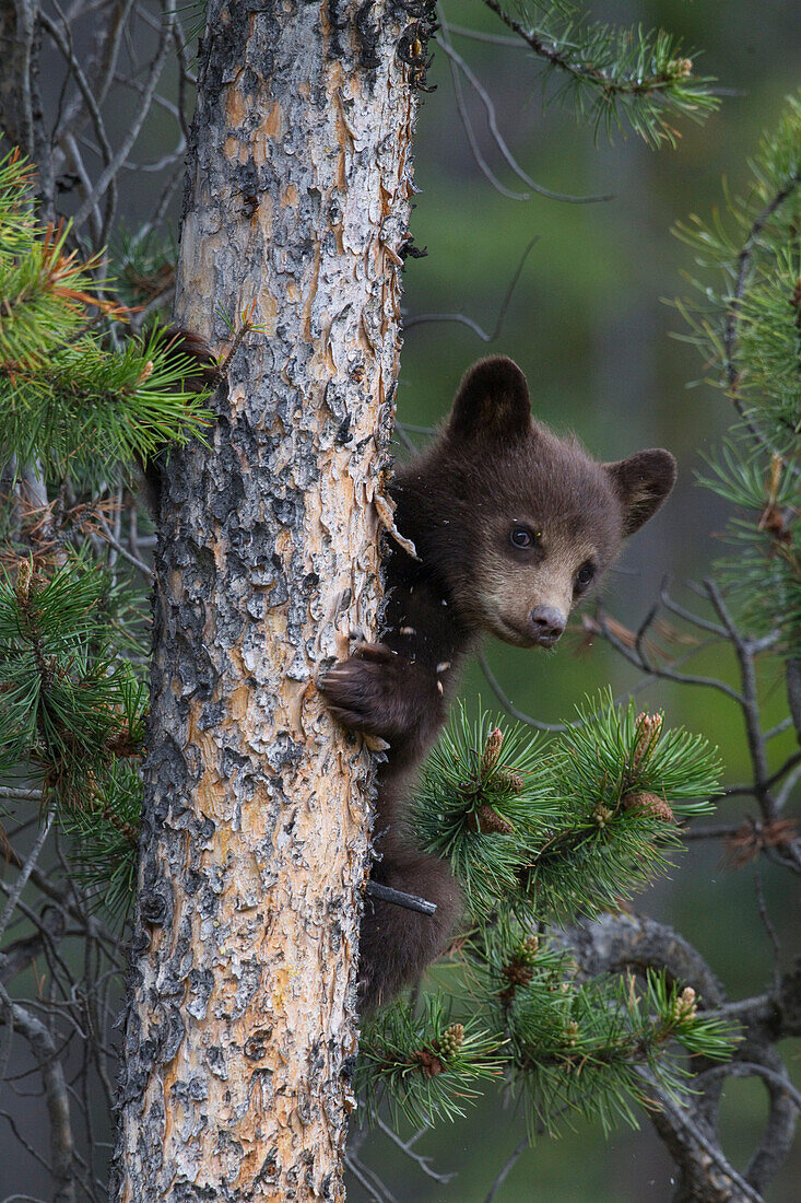 Black Bear (Ursus americanus) cub in tree, Jasper National Park, Alberta, Canada