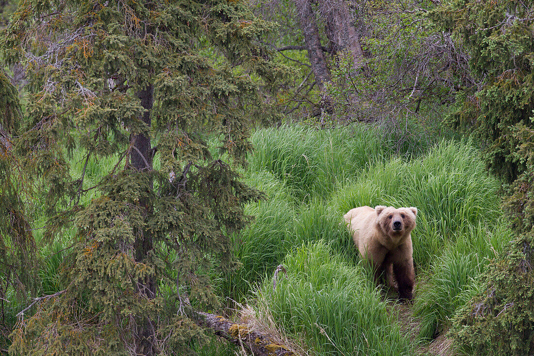 Grizzly Bear (Ursus arctos horribilis) in forest habitat, Brooks Falls, Alaska