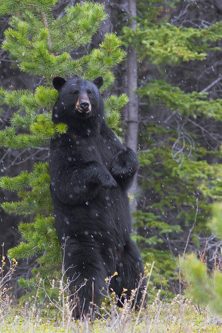 Black Bear (Ursus americanus) rubbing back on pine, Jasper National Park, Alberta, Canada