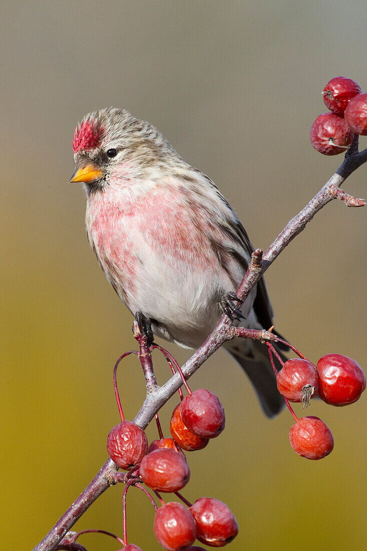 Common Redpoll (Carduelis flammea) male perching among berries, Troy, Montana