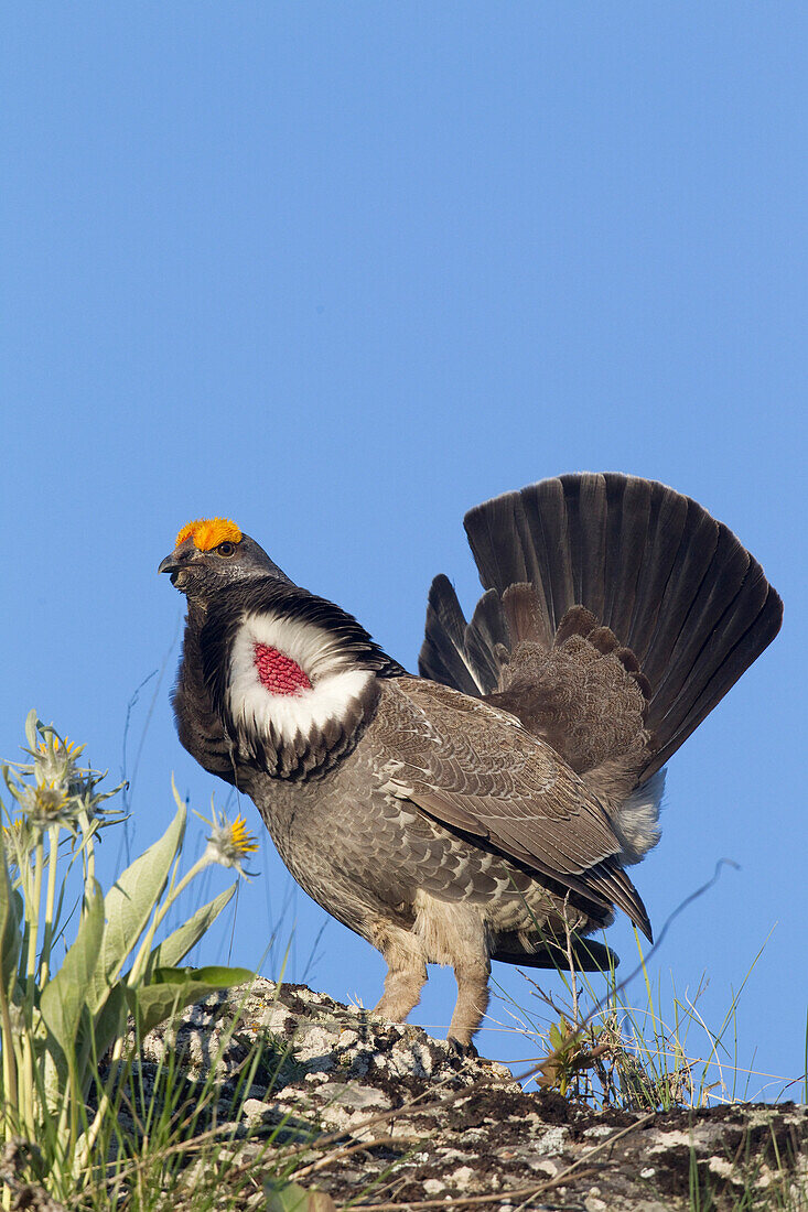 Blue Grouse (Dendragapus obscurus) male displaying, Troy, Montana