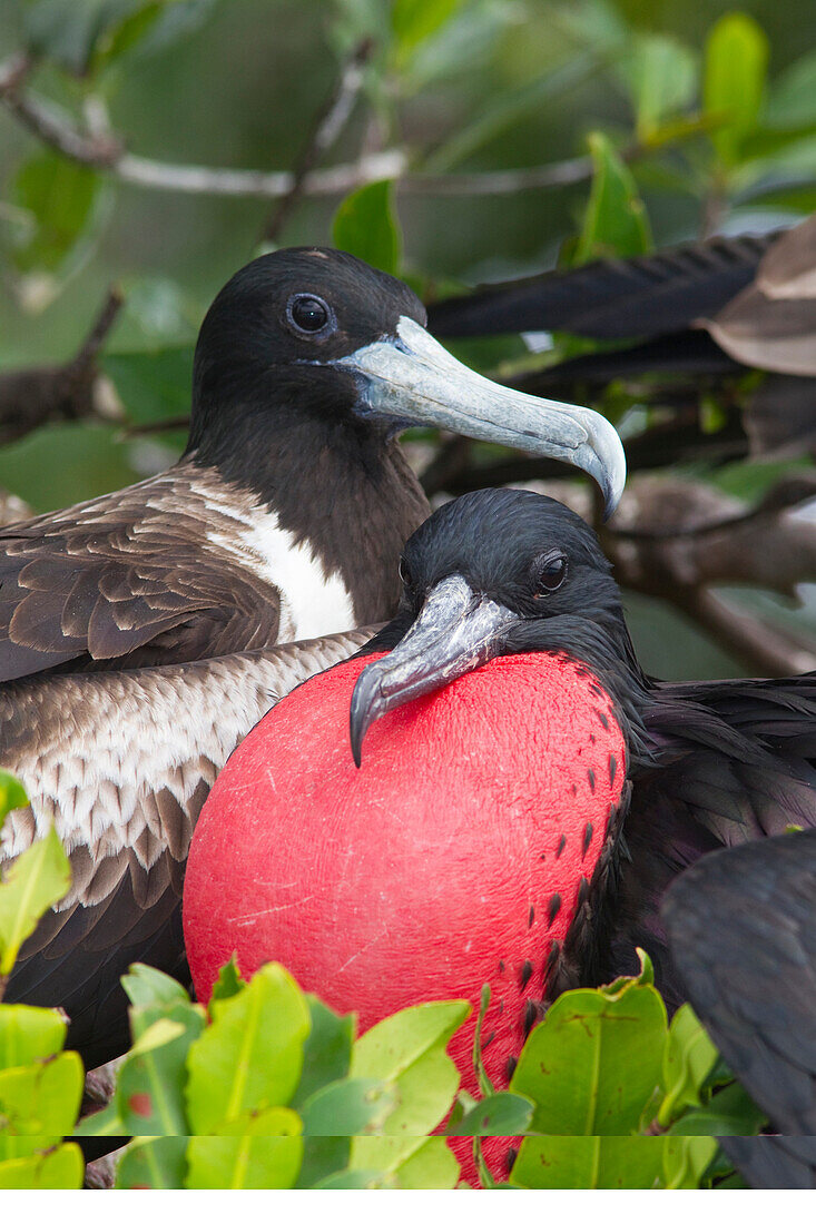 Magnificent Frigatebird (Fregata magnificens) displaying male with inflated gular air pounch and female at nest site, Sian Ka'an Biosphere Reserve, Mexico