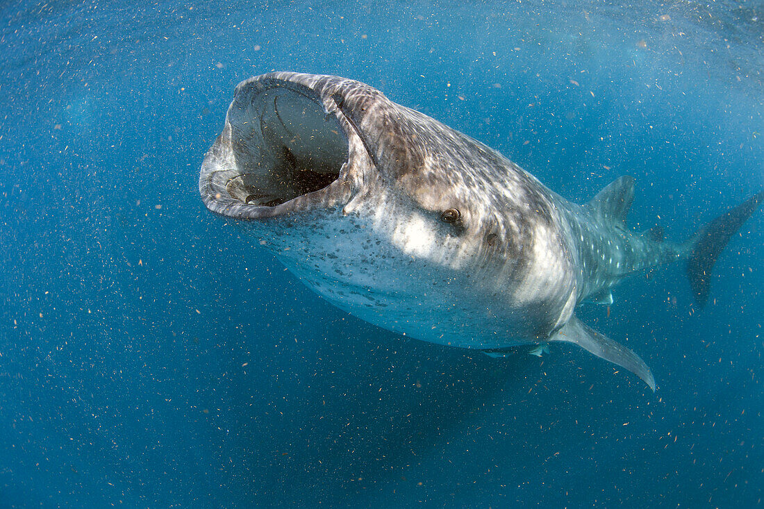 Whale Shark (Rhincodon typus) feeding on plankton, Isla Mujeres, Quintana Roo, Yucatan, Mexico
