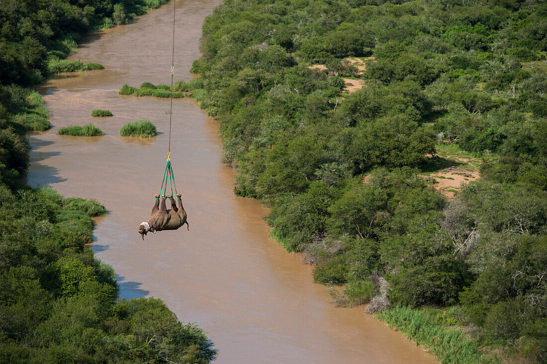 Black Rhinoceros (Diceros bicornis) slung from Super Huey Bell helicopter for transport to new reserve, Great Fish River Nature Reserve, Eastern Cape, South Africa