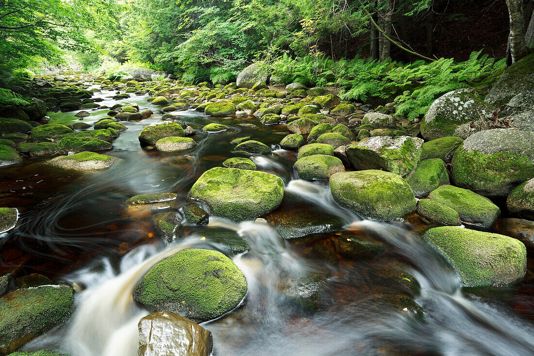 Stream in deciduous forest during dry season, Nova Scotia, Canada