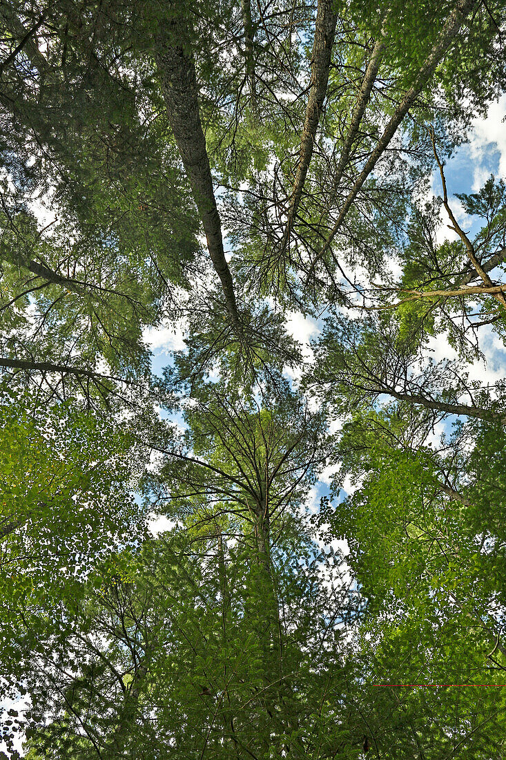 White Pine (Pinus strobus) forest, Canada