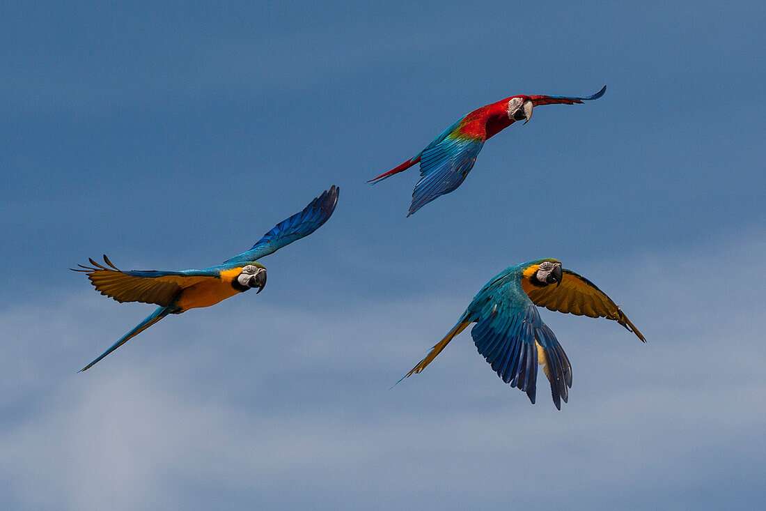 Blue and Yellow Macaw (Ara ararauna) pair and Scarlet Macaw (Ara macao) flying, native to South America