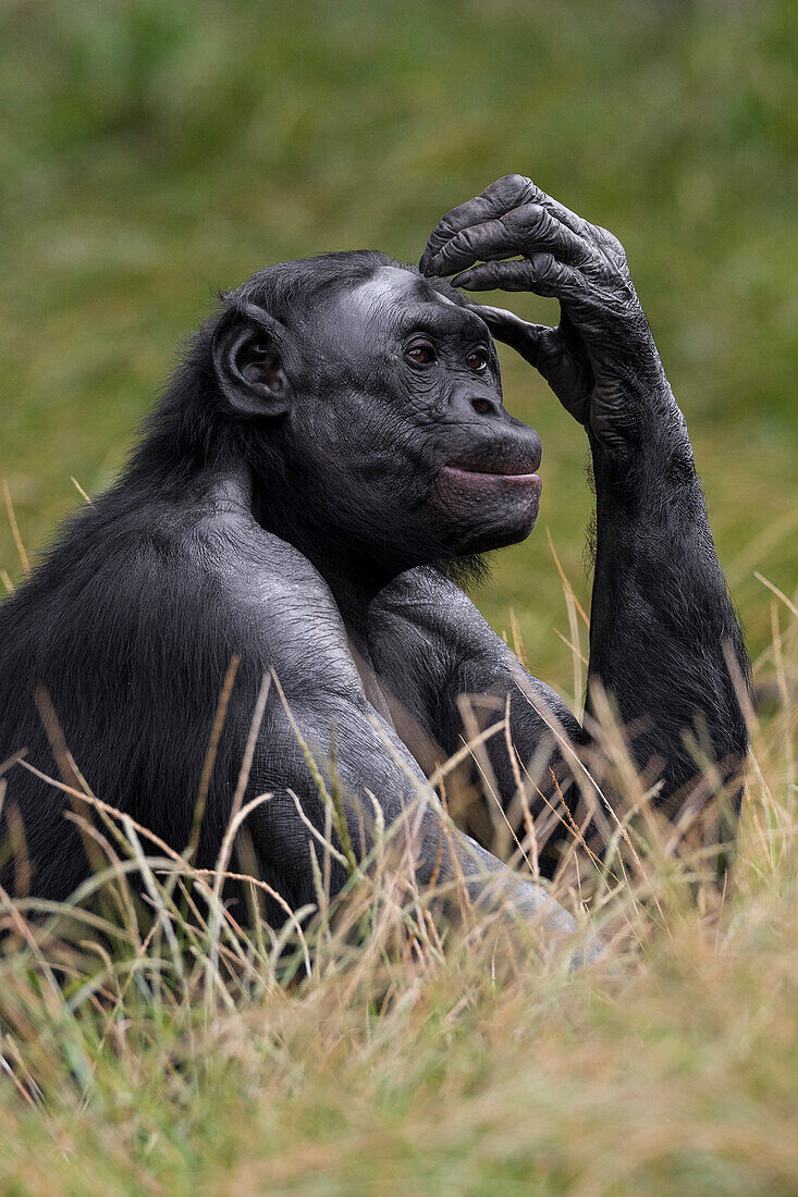 Bonobo (Pan paniscus) scratching head, native to Africa