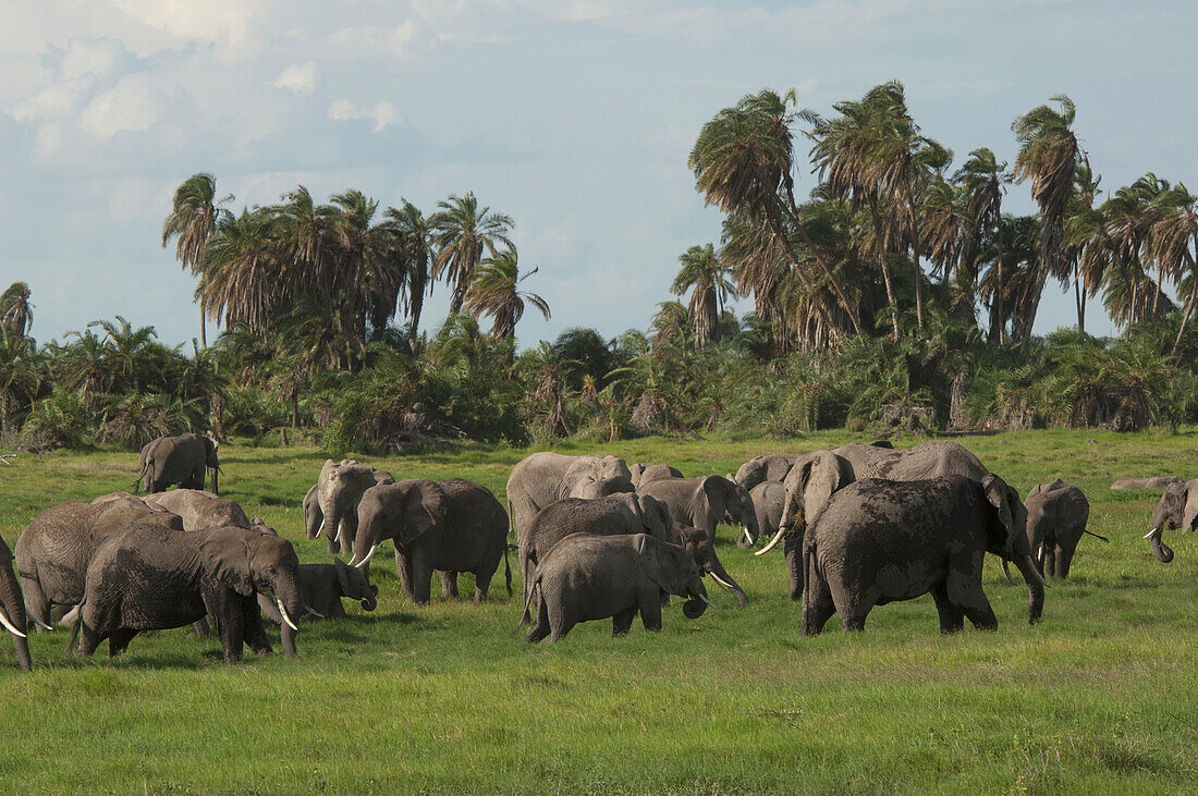 African Elephant (Loxodonta africana) herd, Amboseli National Park, Kenya