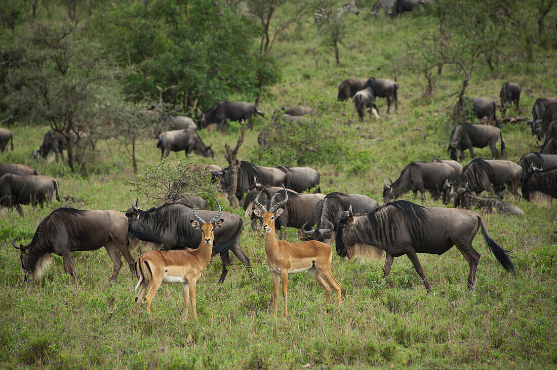 Blue Wildebeest (Connochaetes taurinus) herd and Impala (Aepyceros melampus) pair, Ngorongoro Conservation Area, Tanzania