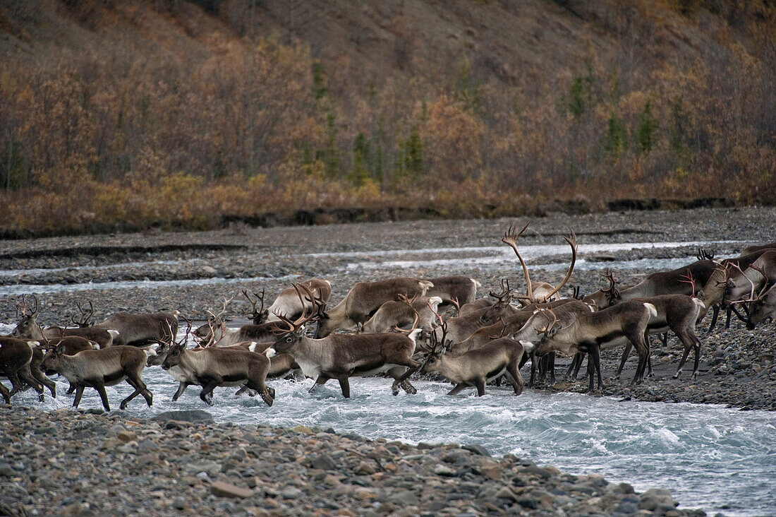 Caribou (Rangifer tarandus) herd crossing river, Alaska