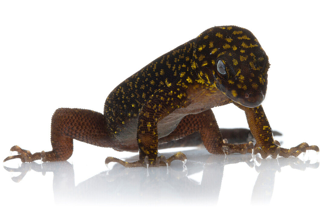Annulated Gecko (Gonatodes annularis), Suriname