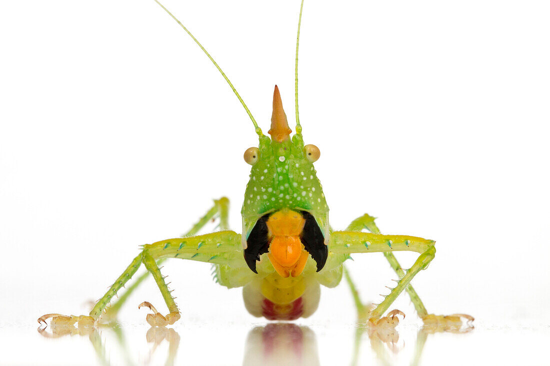 Katydid (Tettigoniidae) in defensive posture, Suriname