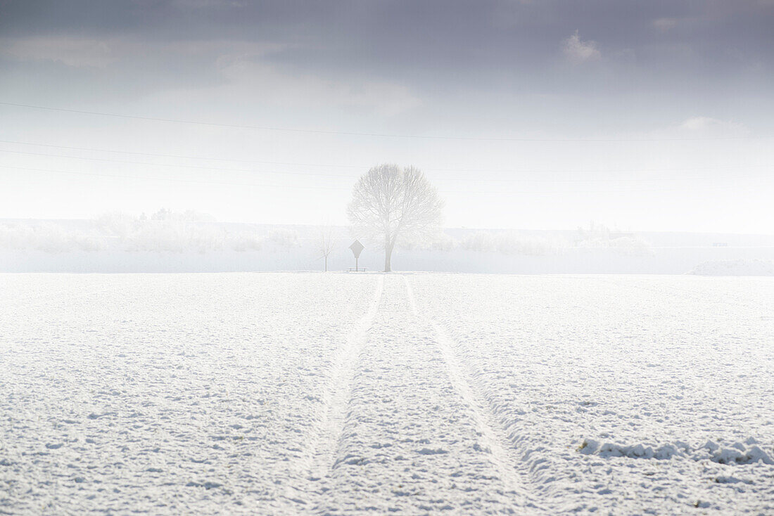 Tree with wayside cross on a snowy winter meadow in the morning fog, Aubing, Munich, Bavaria, Germany