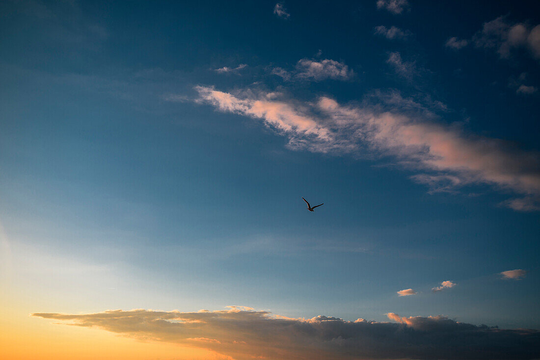 Gull in the evening sky at a Baltic sea beach, Dierhagen, Fischland-Darss-Zingst, Mecklenburg Vorpommern, Germany
