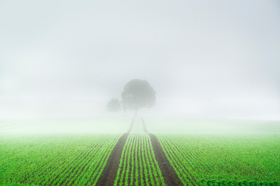 Tree with wayside cross, Cross of Jesus on a field in the morning mist, Aubing, Munich, Bavaria, Germany