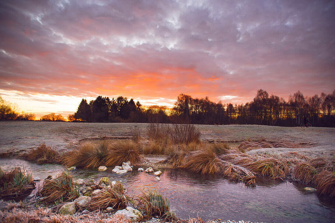 Reeds in a stream in the winter morning sun, Aubing, Munich, Upper Bavaria, Bavaria, Germany