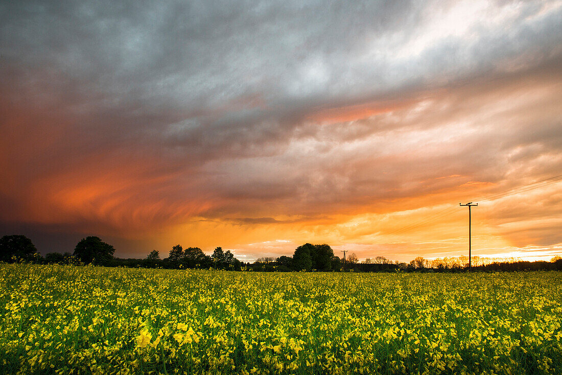 Rapeseed field in front of a small forest with storm clouds in the evening sun, Aubing, Munich, Bavaria, Germany