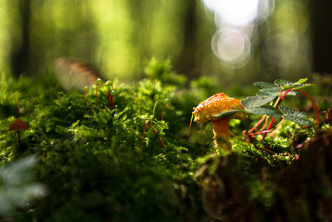 Pilz auf mit moosbewachsener Wurzel und Kleeblättern, Aubinger-Lohe, Aubing, München, Oberbayern, Bayern, Deutschland