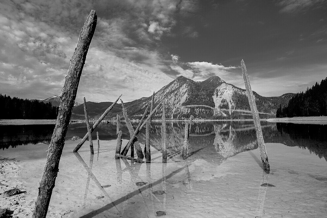 Holzpfähle stecken am Ufer des Walchensees bei Niedrigwasser mit Blick auf den Herzogstand, Walchensee, Alpen, Bayern, Deutschland