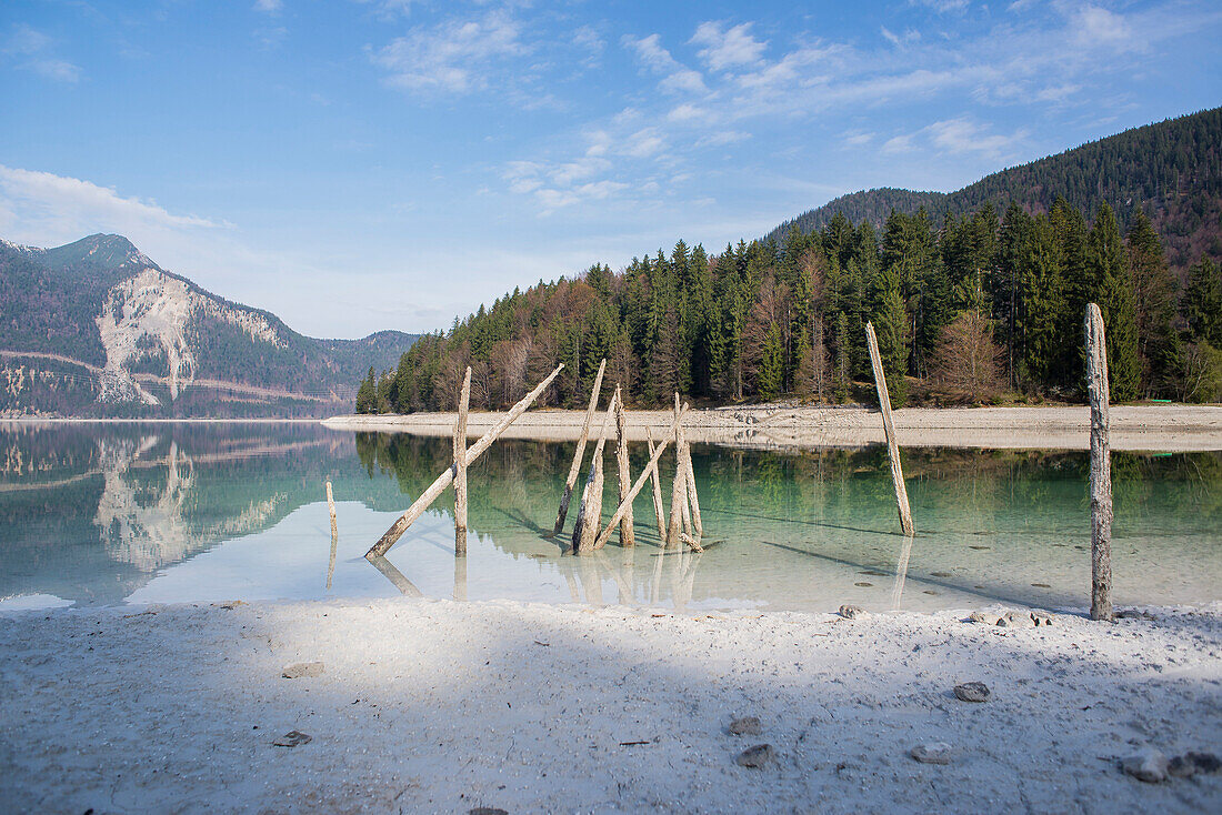 Holzpfähle stecken am Ufer des Walchensees bei Niedrigwasser mit Blick auf den Herzogstand, Walchensee, Alpen, Oberbayern, Bayern, Deutschland