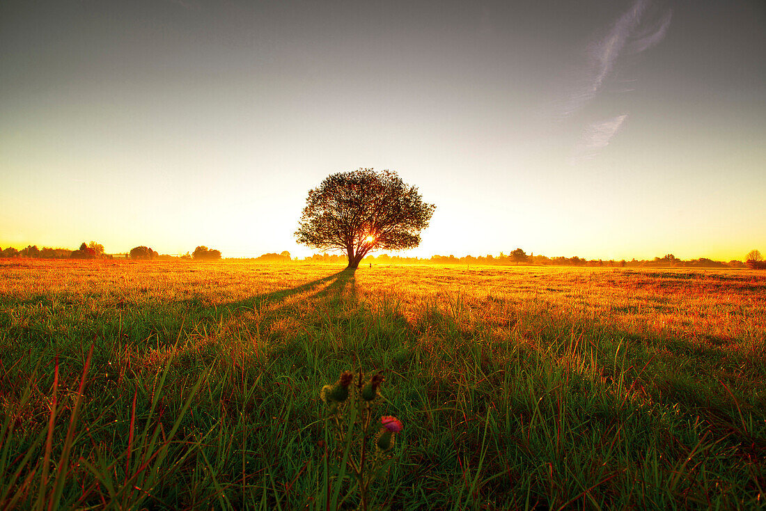 Baum auf Wiese in der Morgensonne wirft langen Schatten, Aubing, München, Oberbayern, Bayern, Deutschland