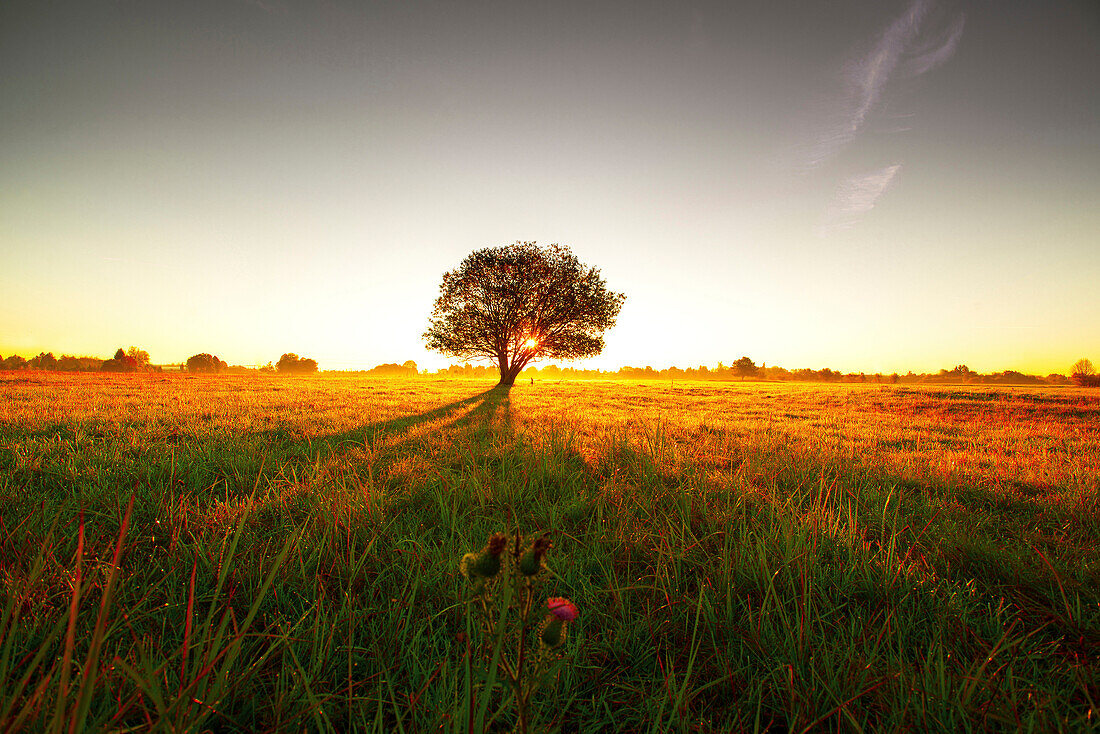 Tree on a meadow in the morning sun casting long shadows, Aubing, Munich, Upper Bavaria, Bavaria, Germany