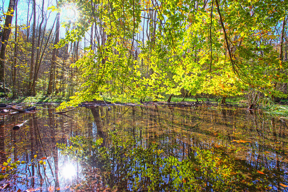 Autumn forest along the river Wuerm, Gauting, Bavaria, Germany